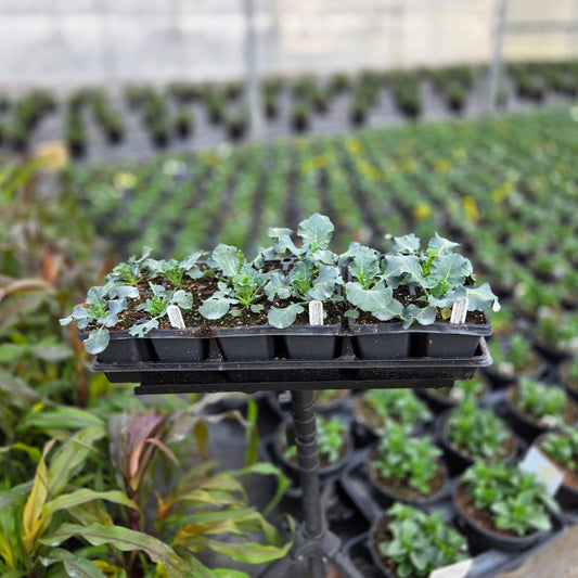 Brassica  |  Broccoli