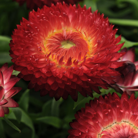 Bracteantha | Dreamtime Red- 1 Quart