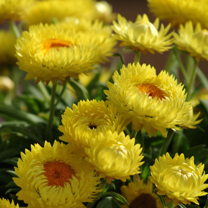 Bracteantha | Straw Flower
