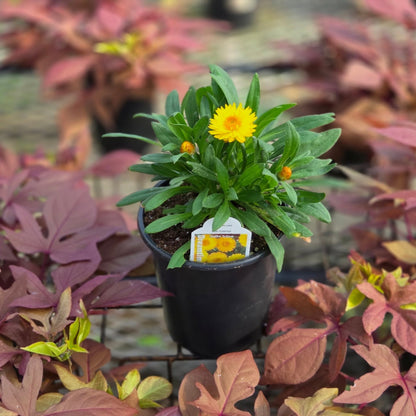 Bracteantha | Straw Flower