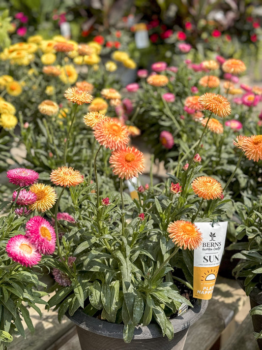 Bracteantha | Bracteantha 9" Patio Pot