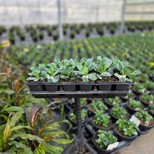 Brassica  |  Brussels Sprouts