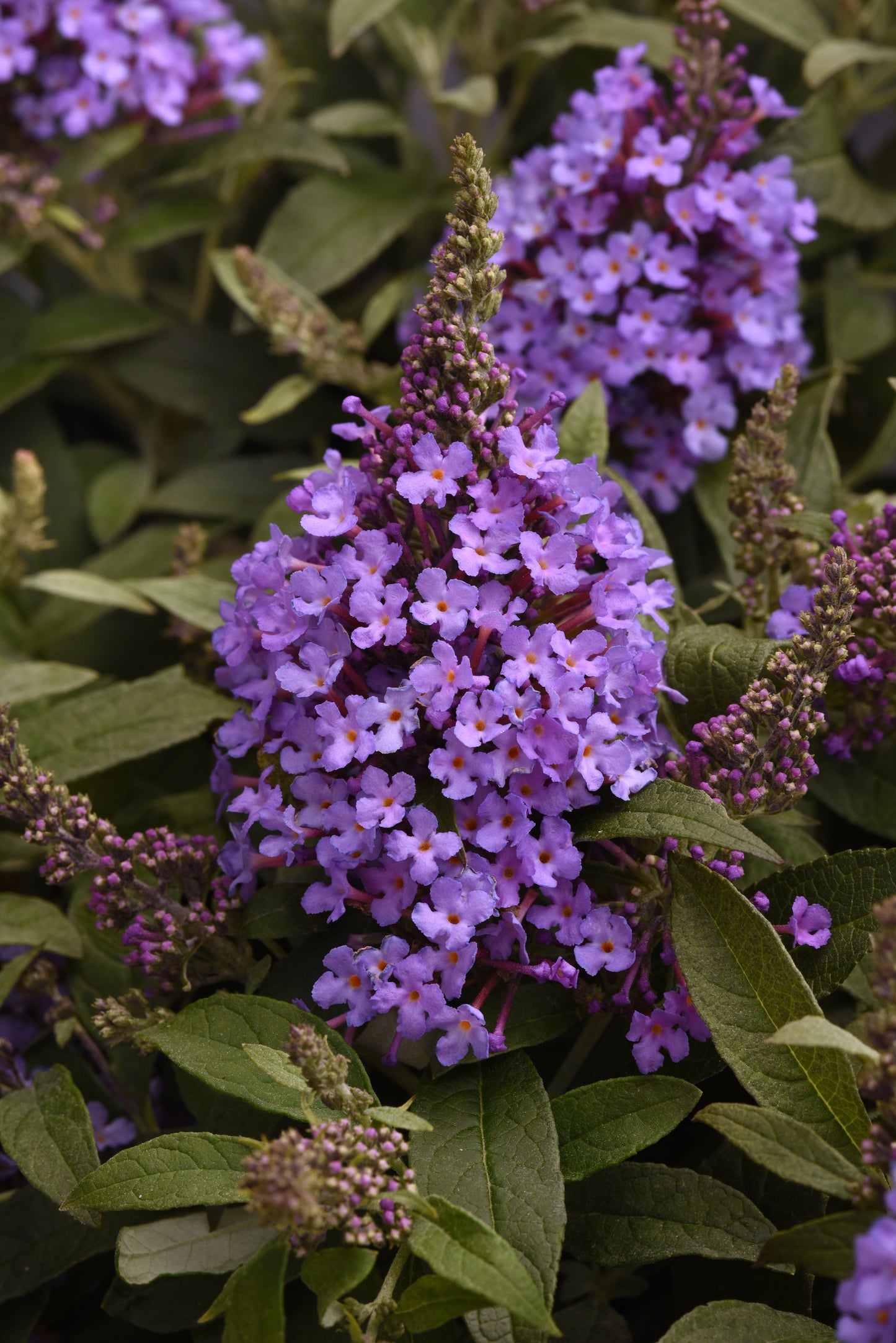 Buddleia |  $12 Pollinator Favorites