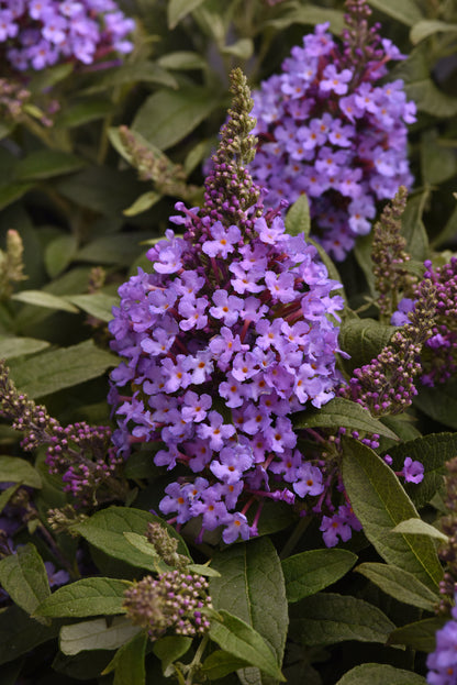 Buddleia |  $12 Pollinator Favorites