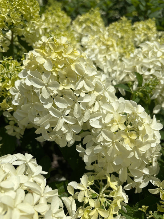 Hydrangea | Quick Fire Fab Panicle Hydrangea - 3 Gallon