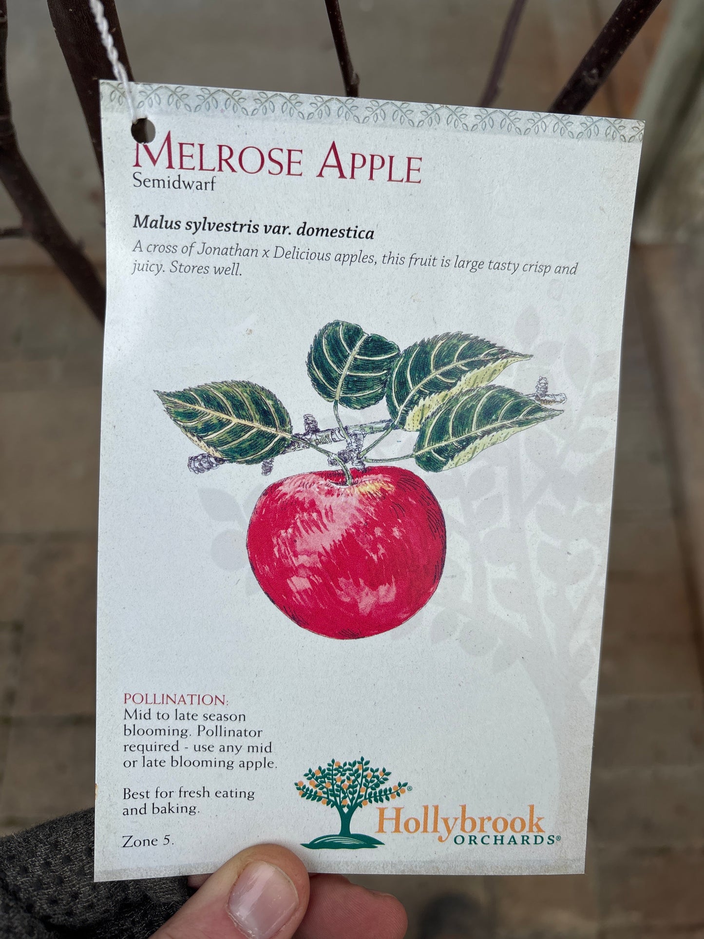 Malus | Melrose Apple - 7 Gallon