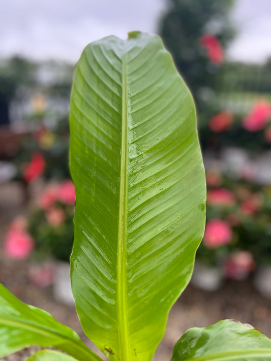Banana | Basjoo - 1 Gallon