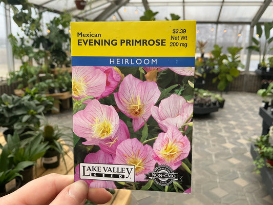 Oenothera | Evening Primrose Seed