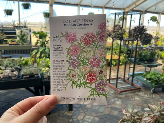 Dianthus | Cottage Pinks Seed