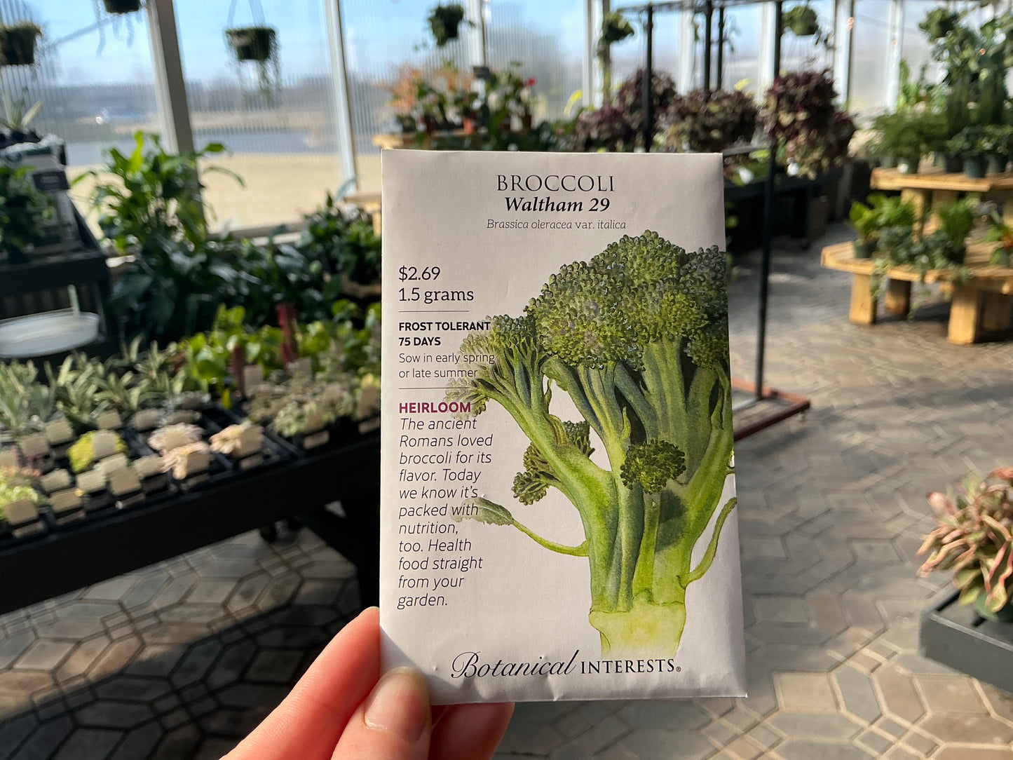 Brassica | Broccoli Seed
