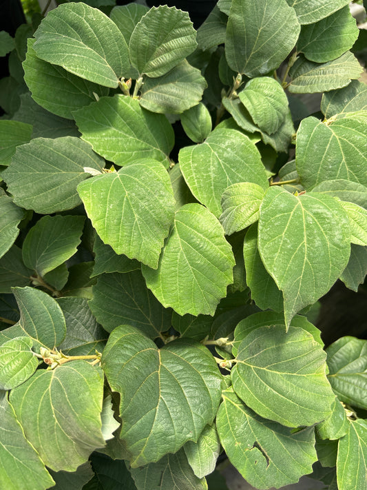Fothergilla | Dwarf Fothergilla