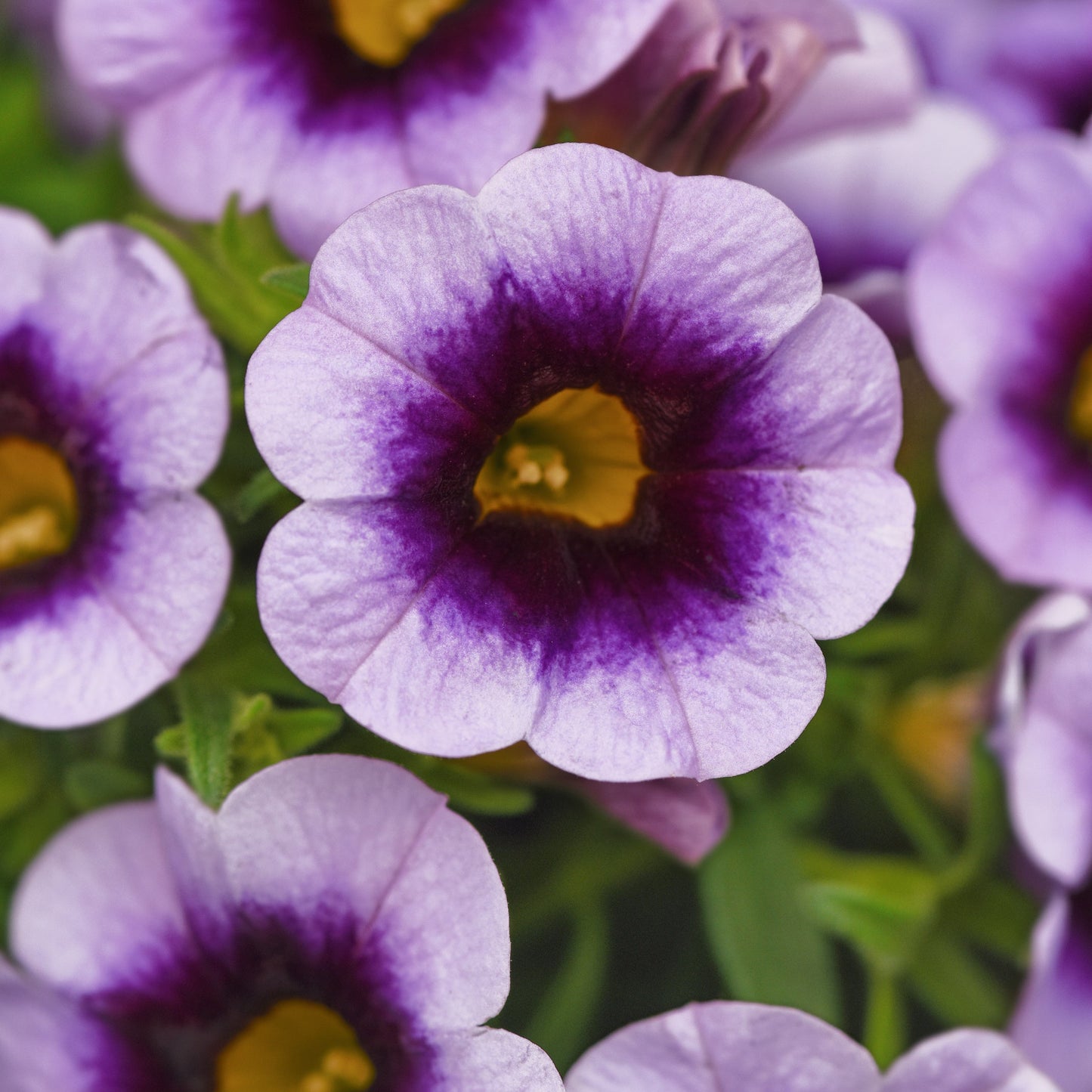Calibrachoa | Cabaret - 1 Quart