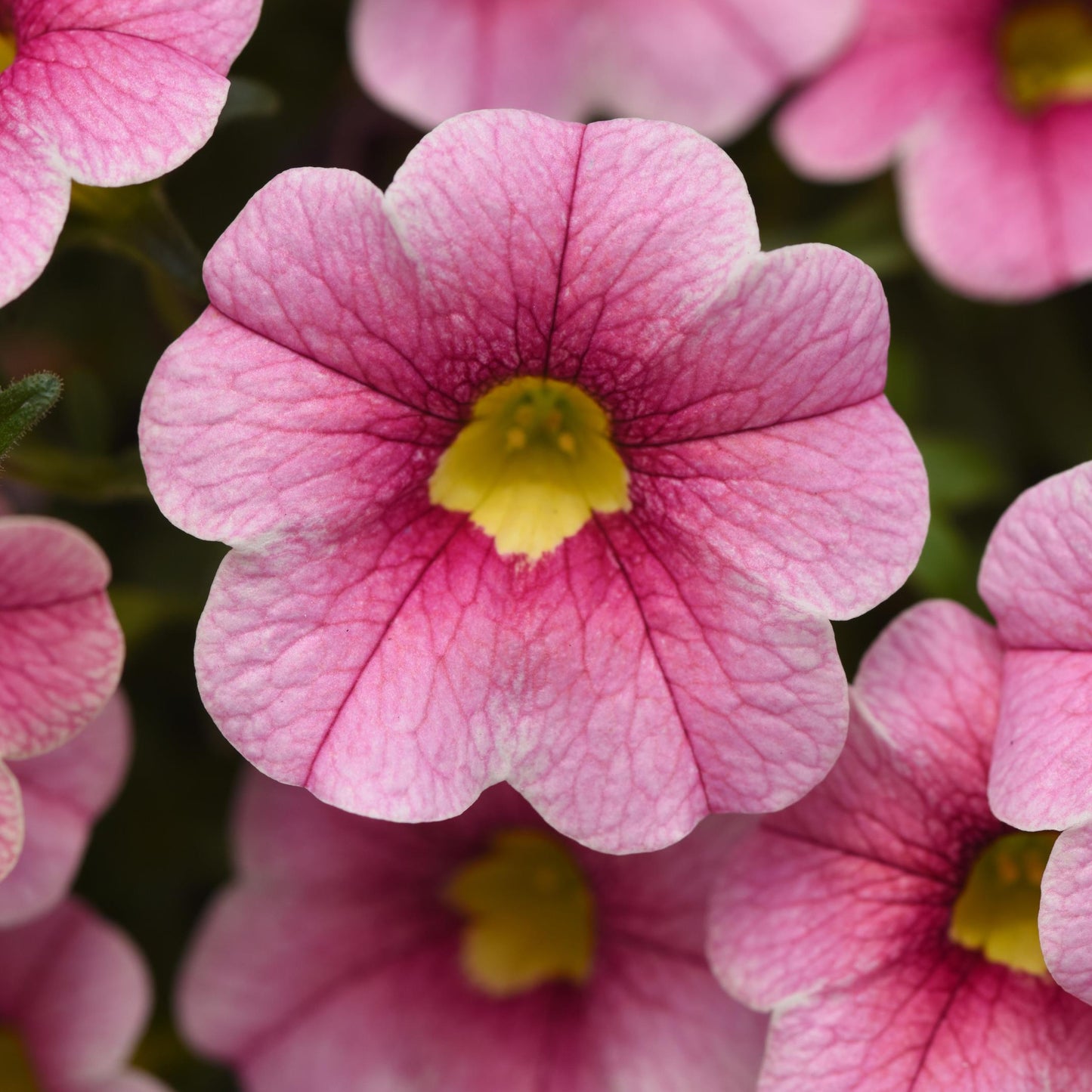 Calibrachoa | Cabaret - 1 Quart