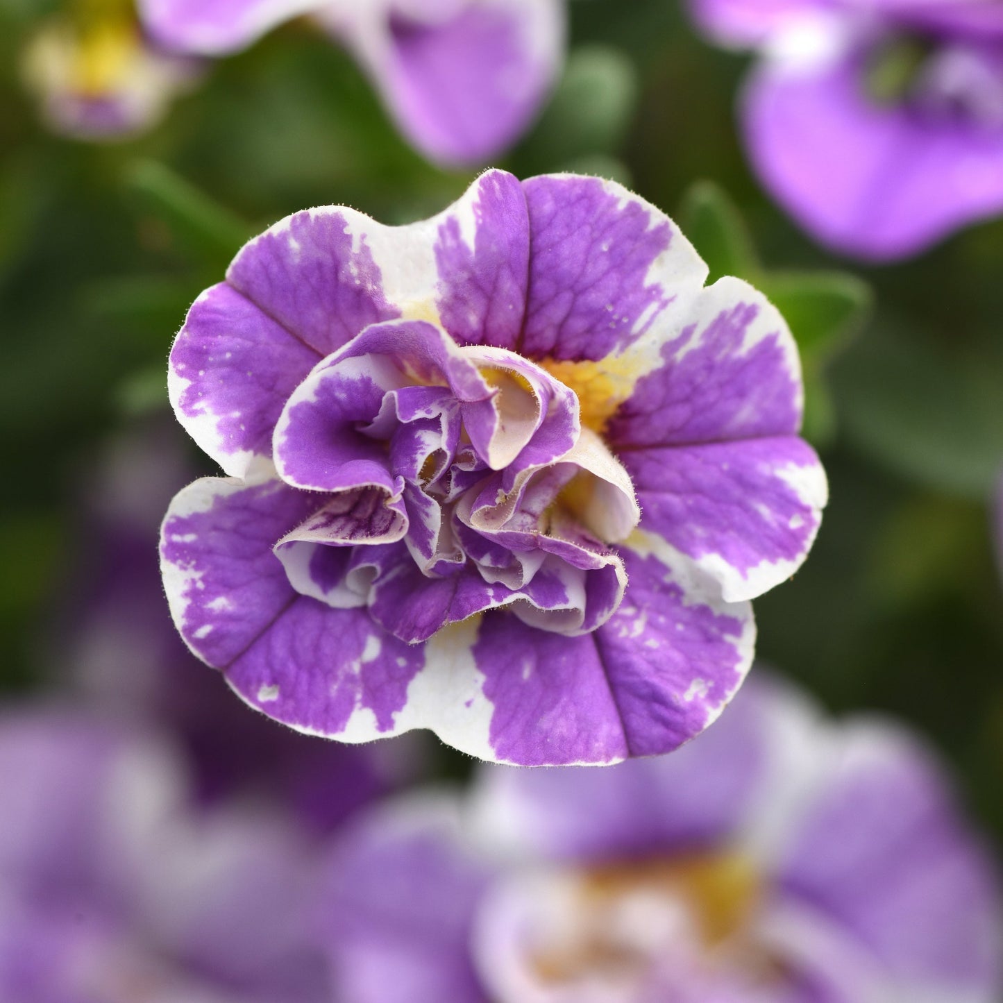 Calibrachoa | Funtopia - 1 Quart