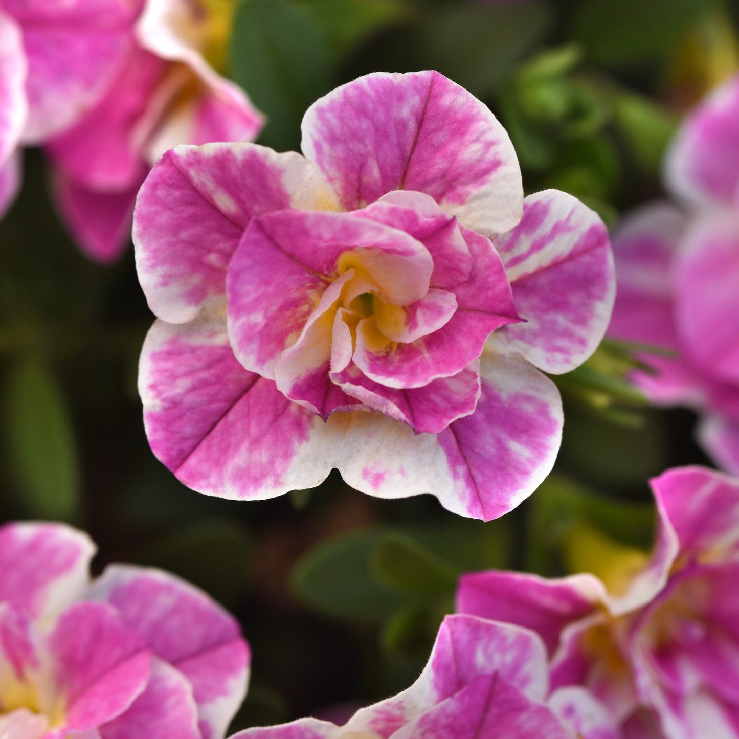 Calibrachoa | Funtopia - 1 Quart