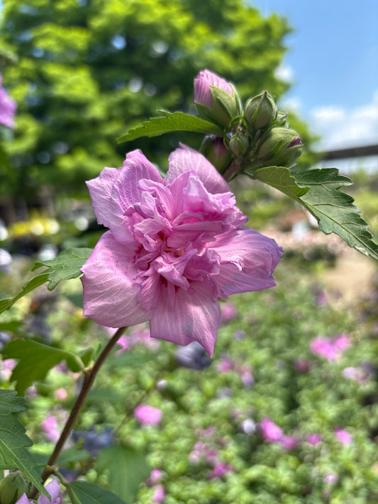Hibiscus | Ardens Rose of Sharon | Tree Form - 7 Gallon