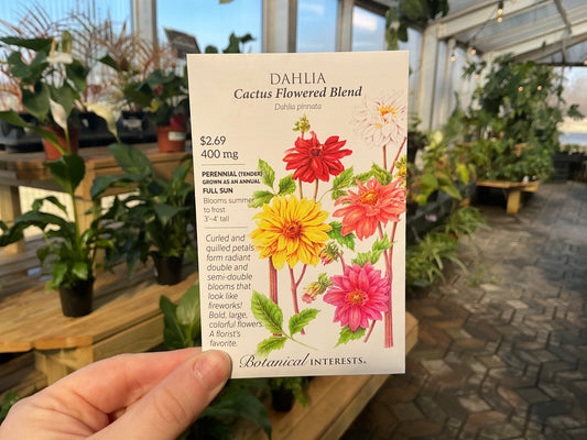 Dahlia | Dahlia Seed