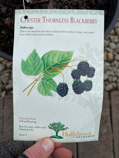 Rubus | Chester Blackberry - 2 Gallon