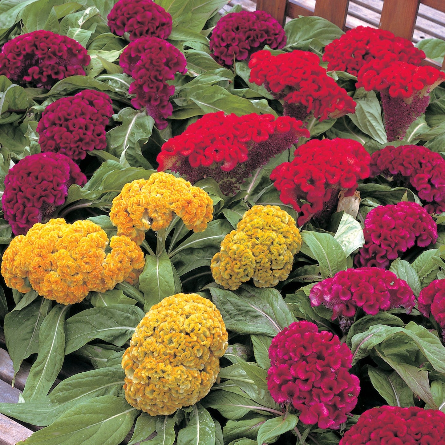 Celosia | Armor Mix - 4 Pack