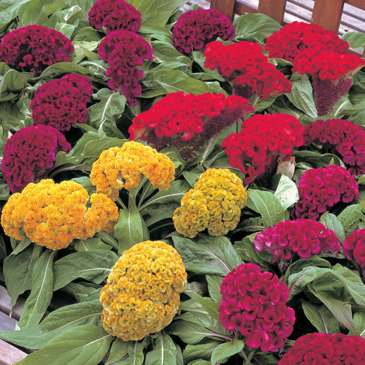 Celosia | Armor Mix - 4 Pack