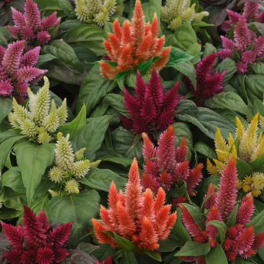 Celosia | Kosmo Mix - 4 Pack