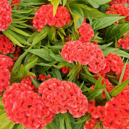 Celosia | Twisted - 1 Quart