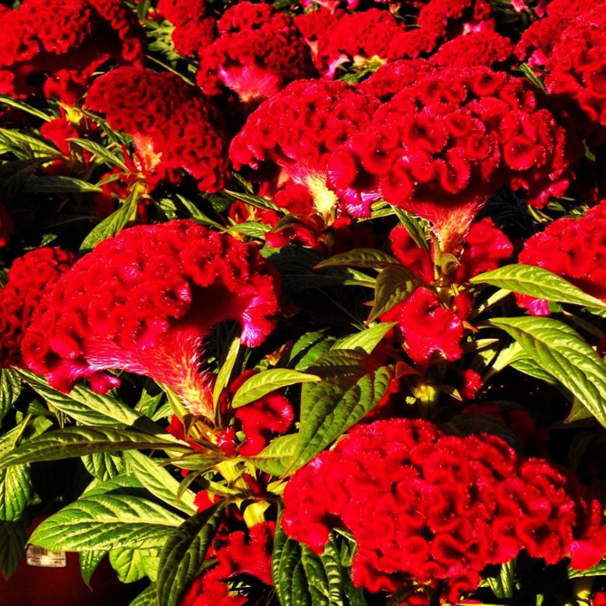Celosia | Twisted - 1 Quart