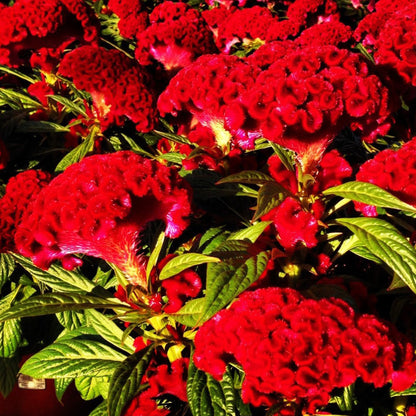 Celosia | Twisted - 1 Quart