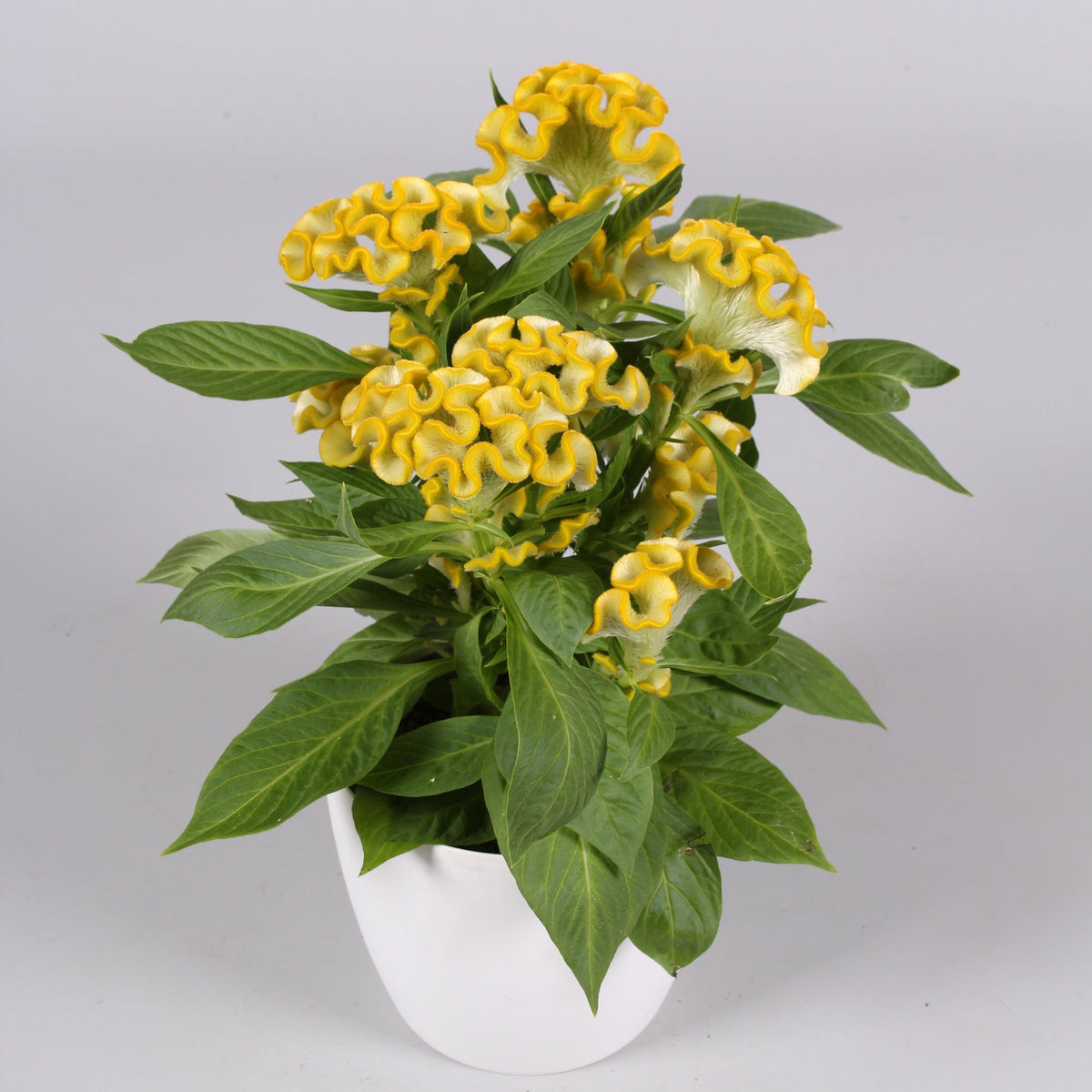 Celosia | Twisted - 1 Quart