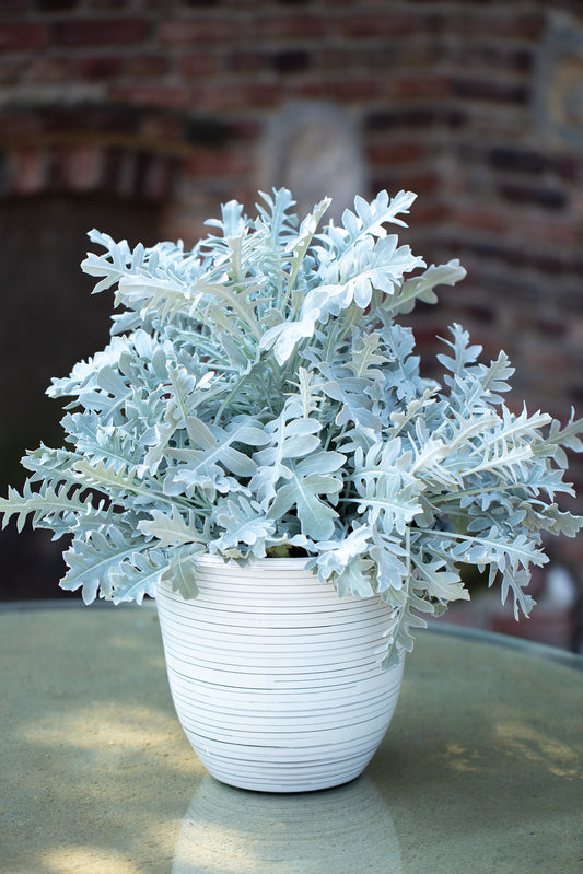 Artemisia | Chrome Fountain - 1 Quart