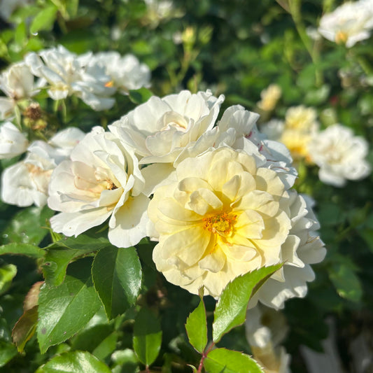 Rosa | Drift Rose | Popcorn - 2 Gallon