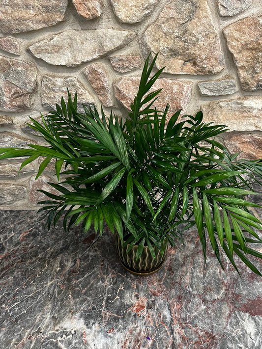 Chamaedorea | Parlor Palm - 4 Inch