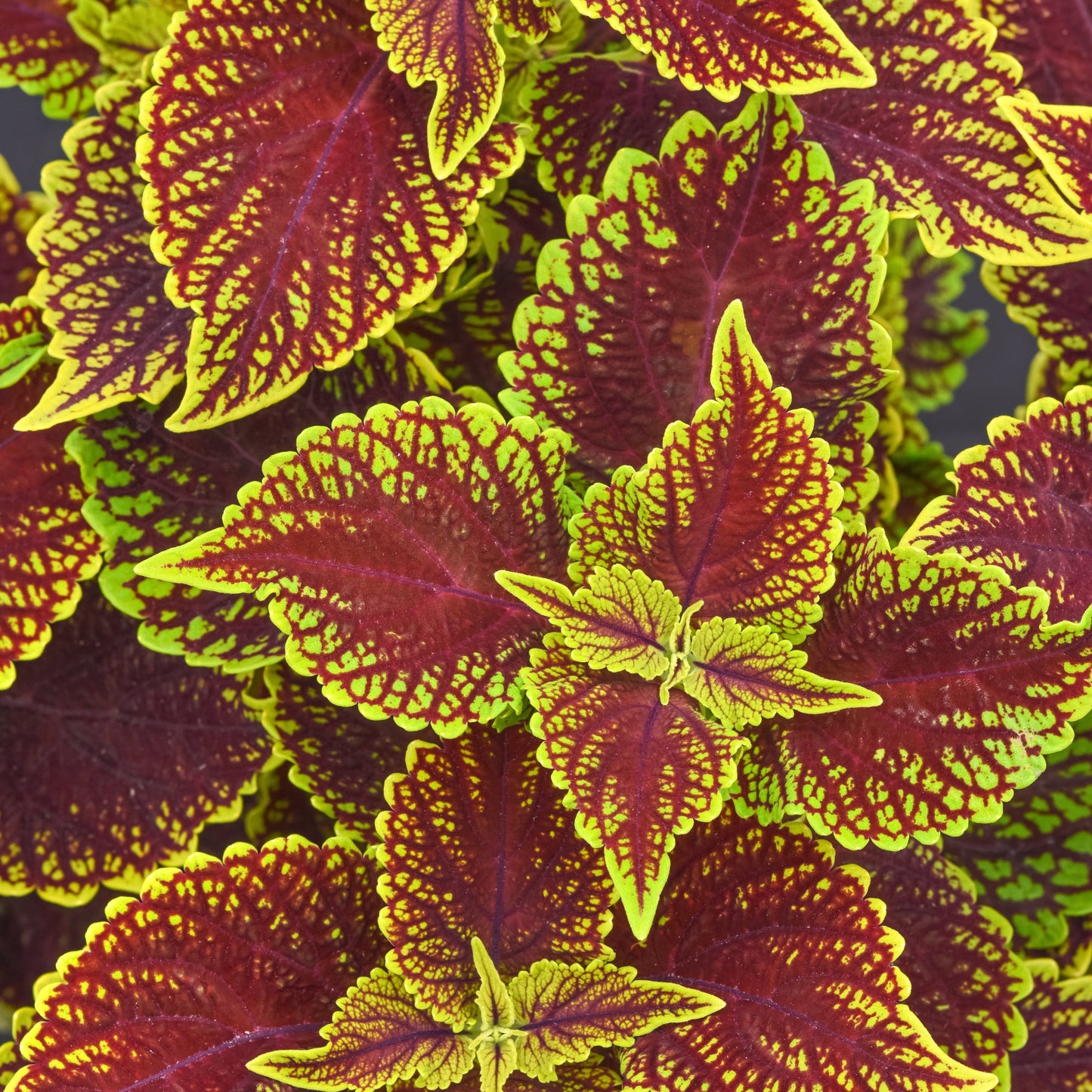 Coleus | ChargedUp - 3 Quart