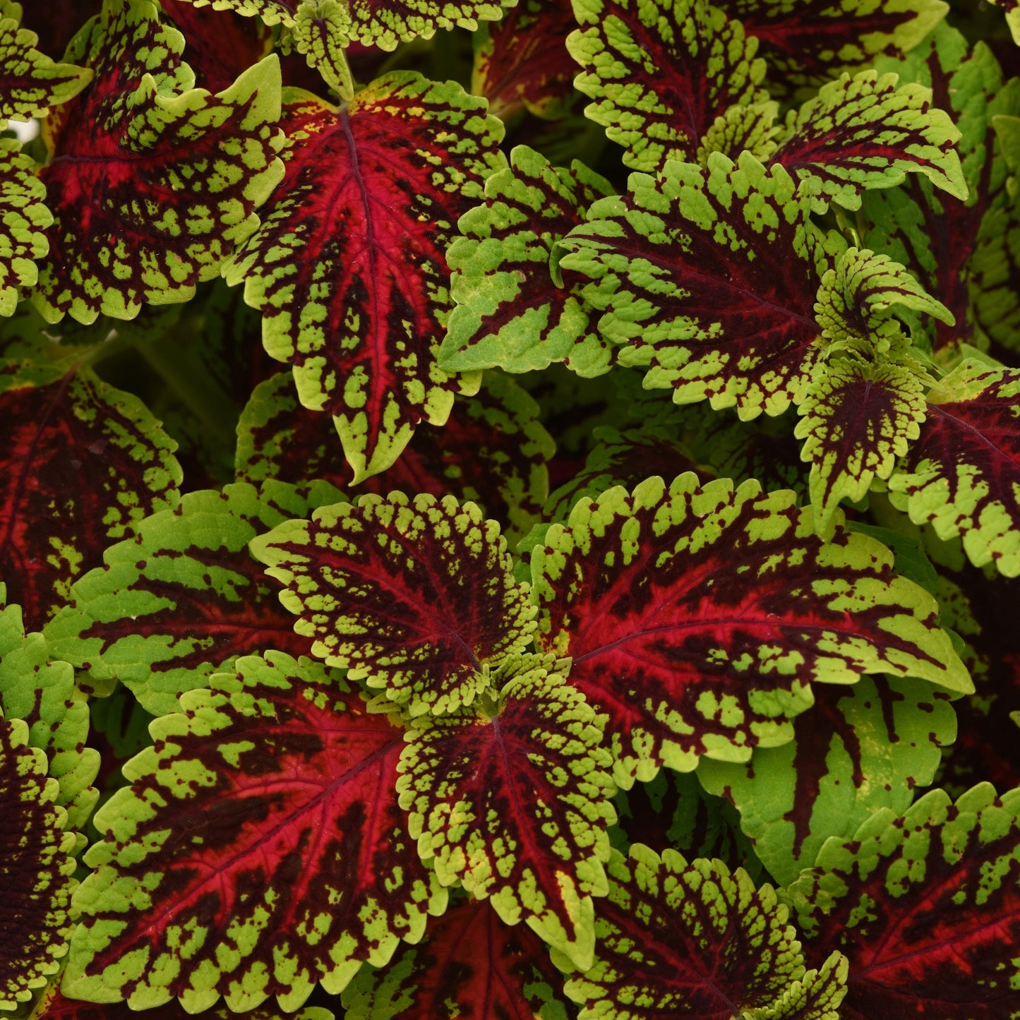 Coleus | ChargedUp - 1 Quart