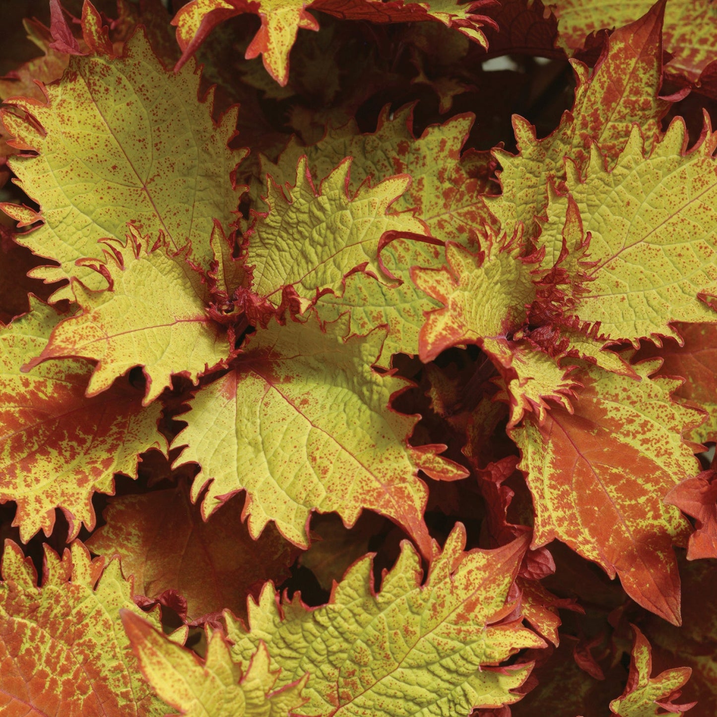 Coleus | ChargedUp - 3 Quart