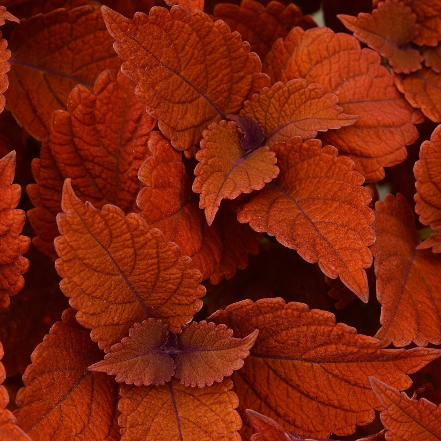 Coleus | ChargedUp - 1 Quart