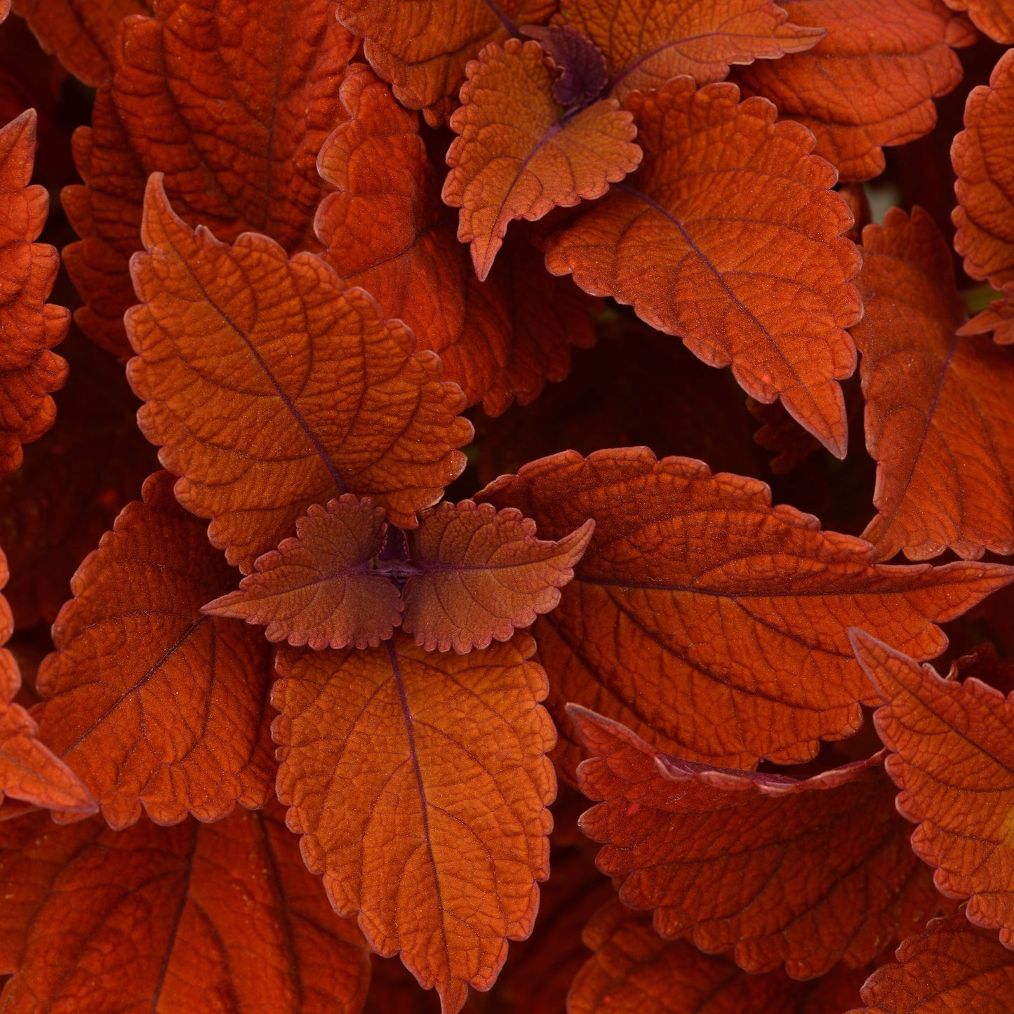 Coleus | ChargedUp - 3 Quart