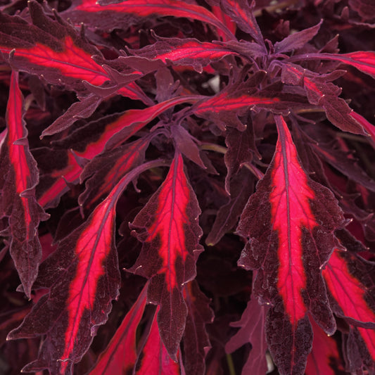 Coleus | FlameThrower - 1 Quart