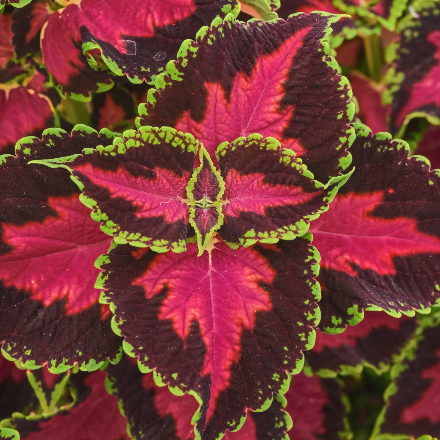 Coleus | Ignite - 3 Quart
