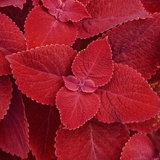 Coleus | Ignite - 3 Quart
