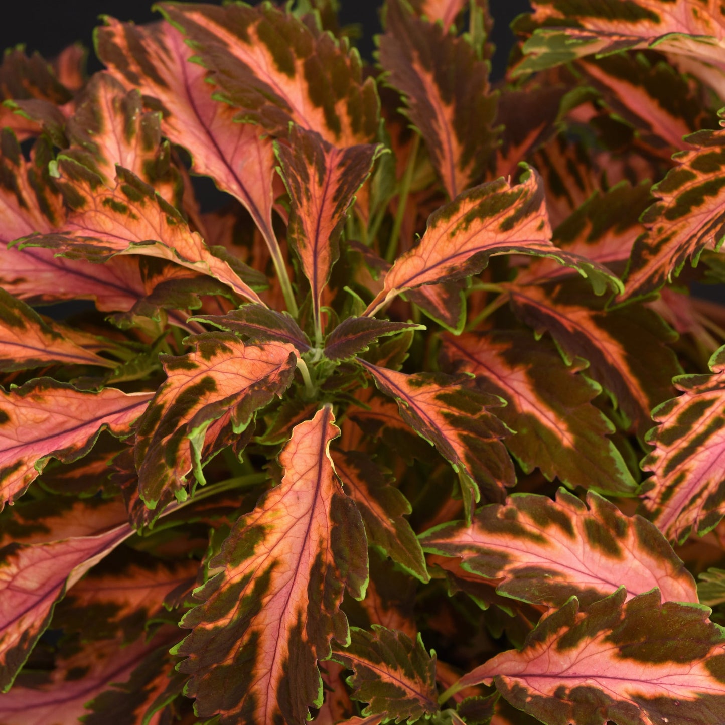 Coleus | Premium Sun - 4 Pack