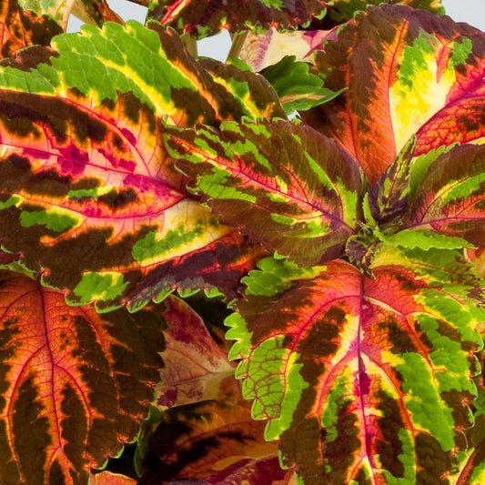 Coleus | Superfine Rainbow - 4 Pack