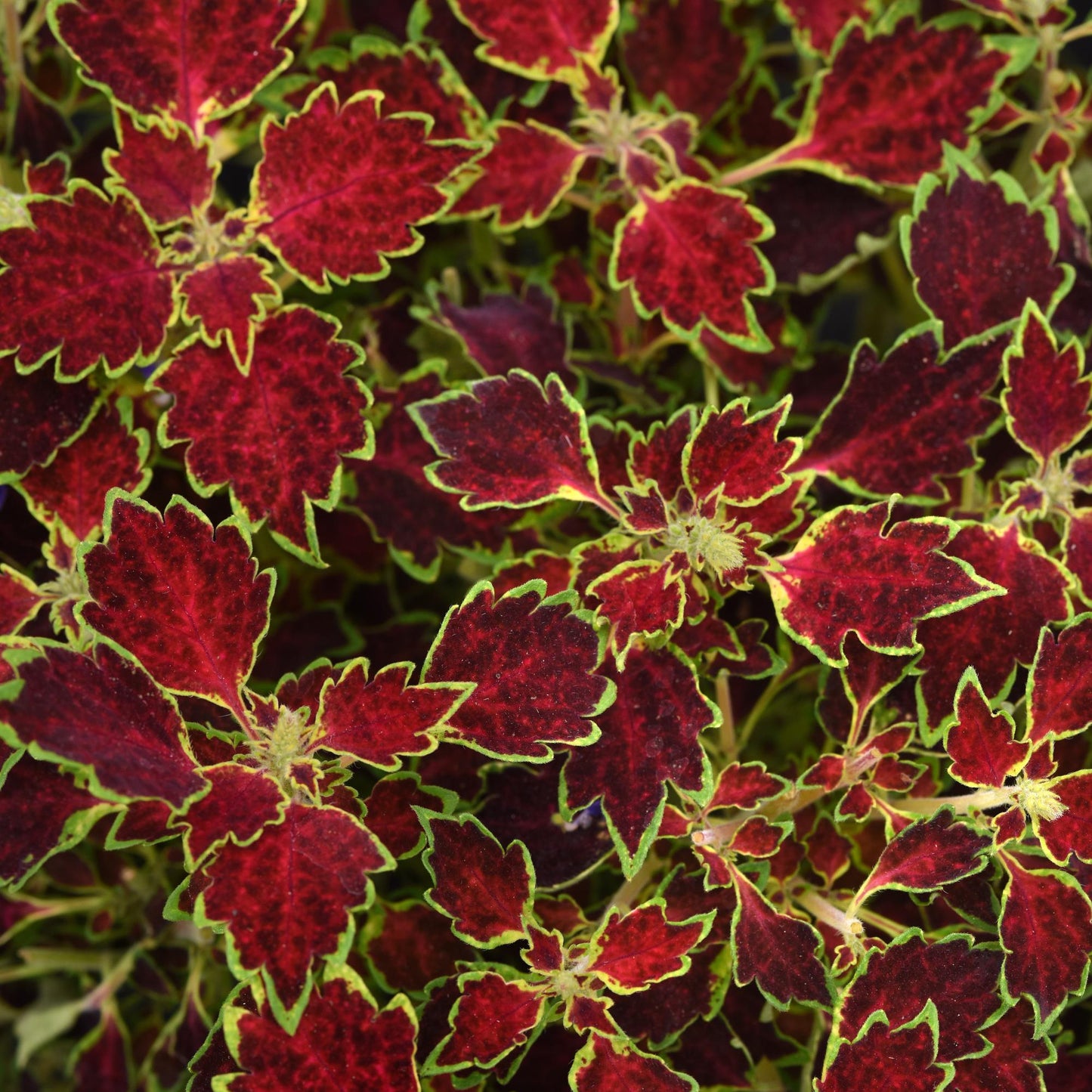 Coleus | TrailBlazer - 1 Quart