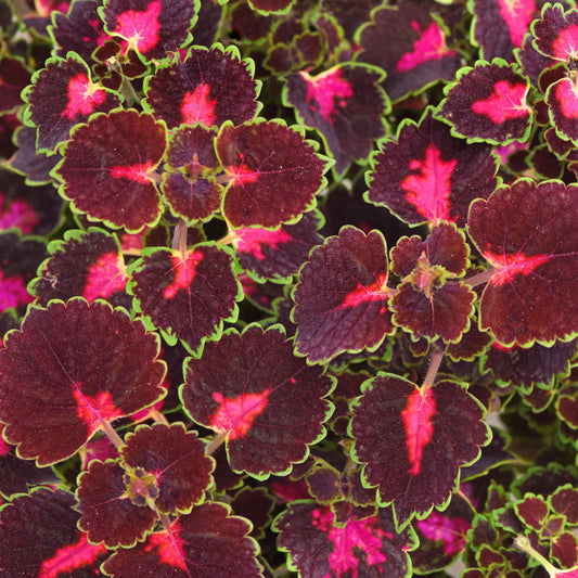 Coleus | TrailBlazer - 1 Quart