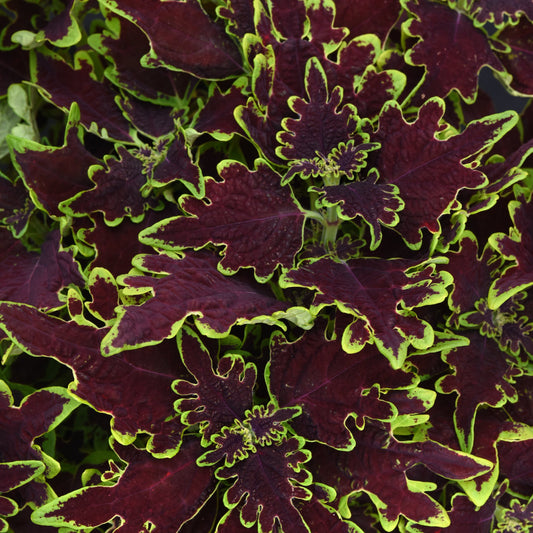 Coleus | Volcanica - 3 Quart