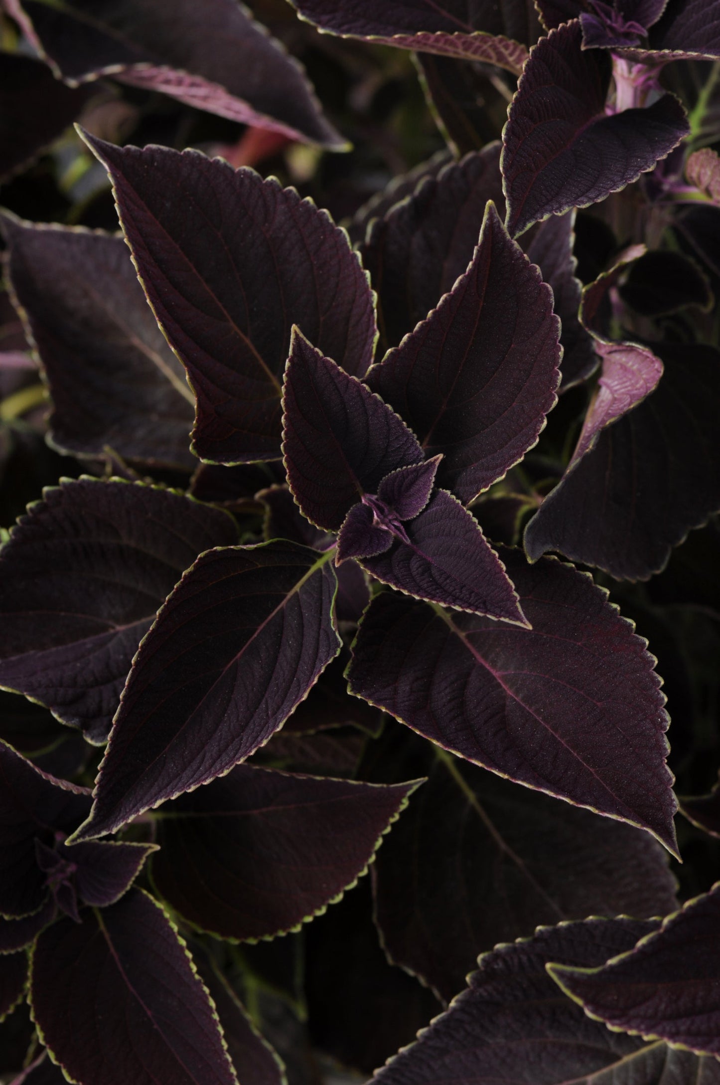 Coleus | Volcanica - 1 Quart