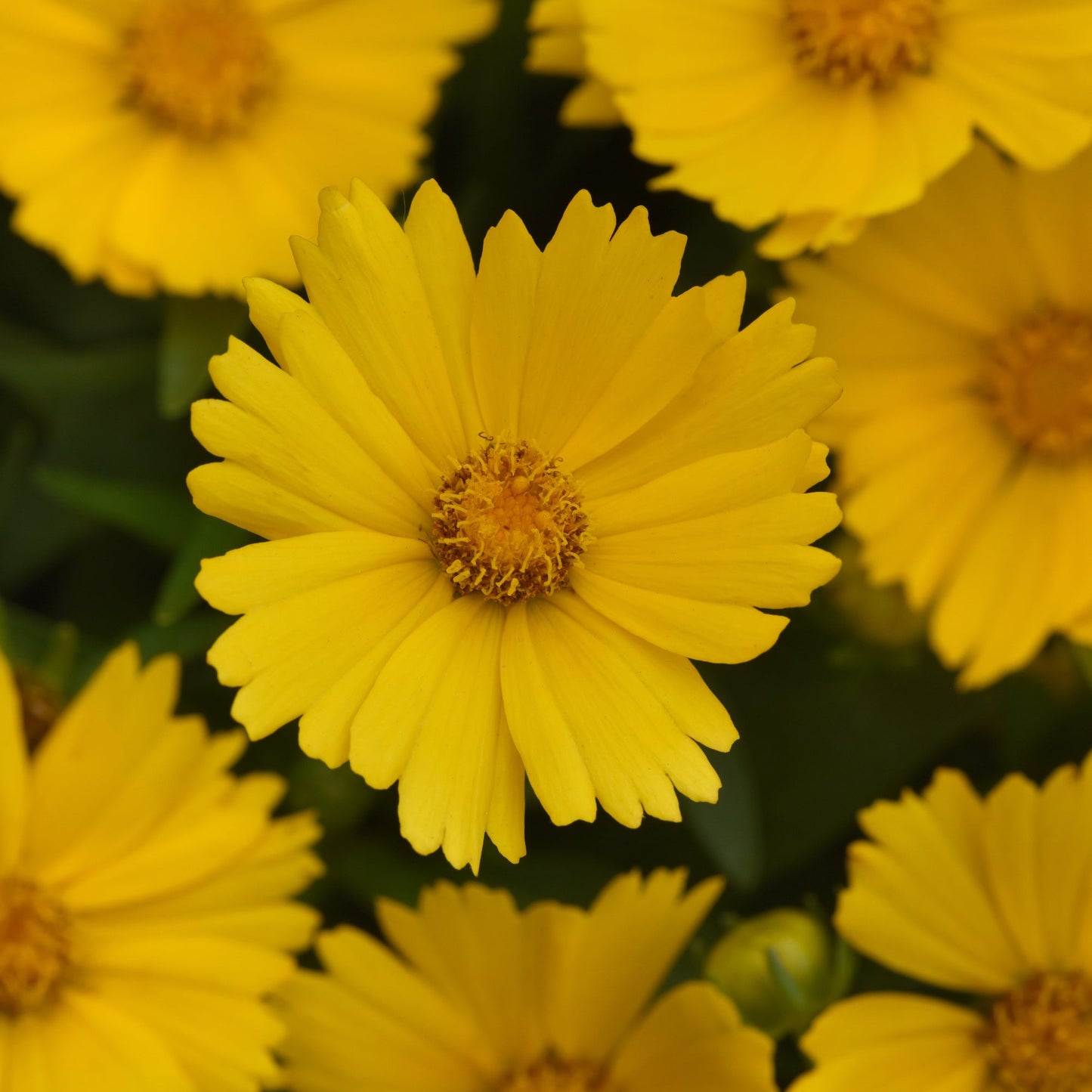 Coreposis | UpTick Gold- 1 Quart