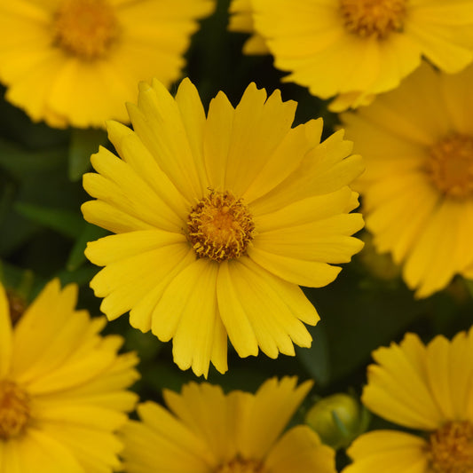 Coreposis | UpTick Gold- 1 Quart