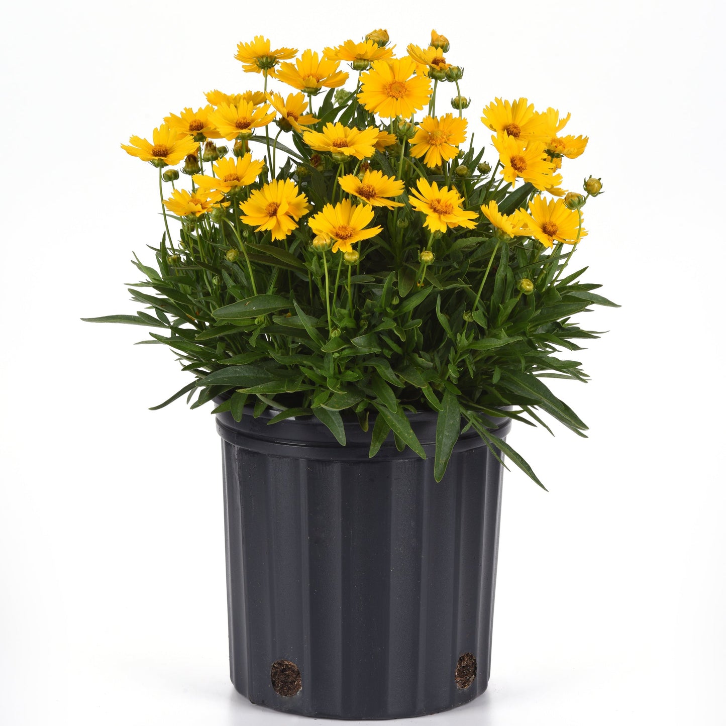 Coreopsis Pollinator Favorites | UpTick - 1 Gallon