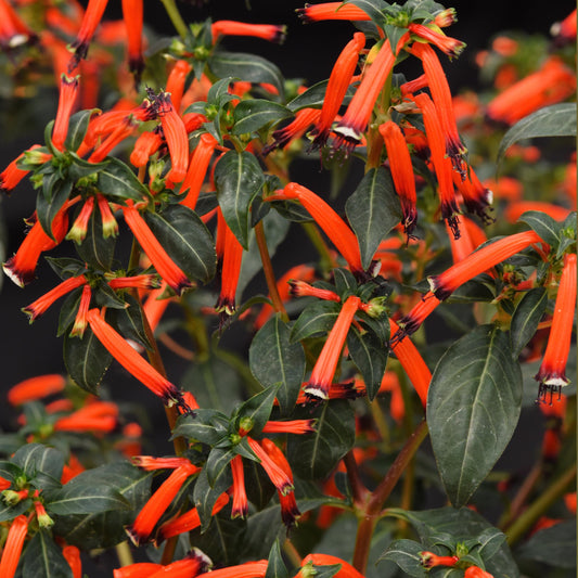 Cuphea | Cherry Bells - 1 Quart
